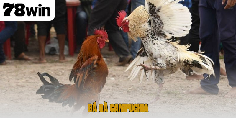 Thế giới đá gà Campuchia – nơi hội tụ đam mê và kịch tính 1 Đá gà Campuchia